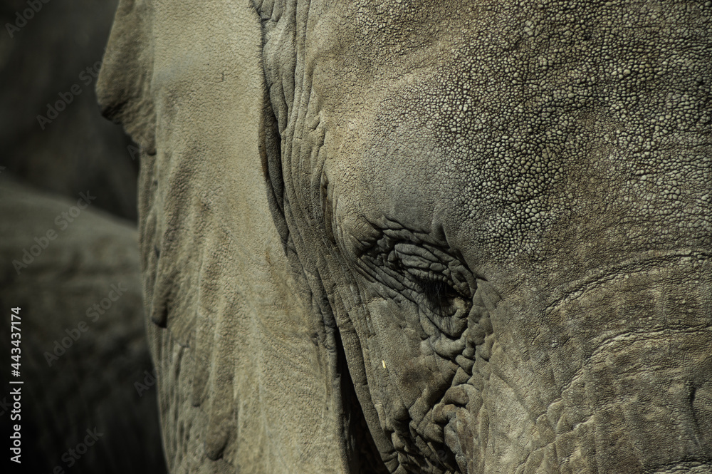 Fototapeta premium Elephants