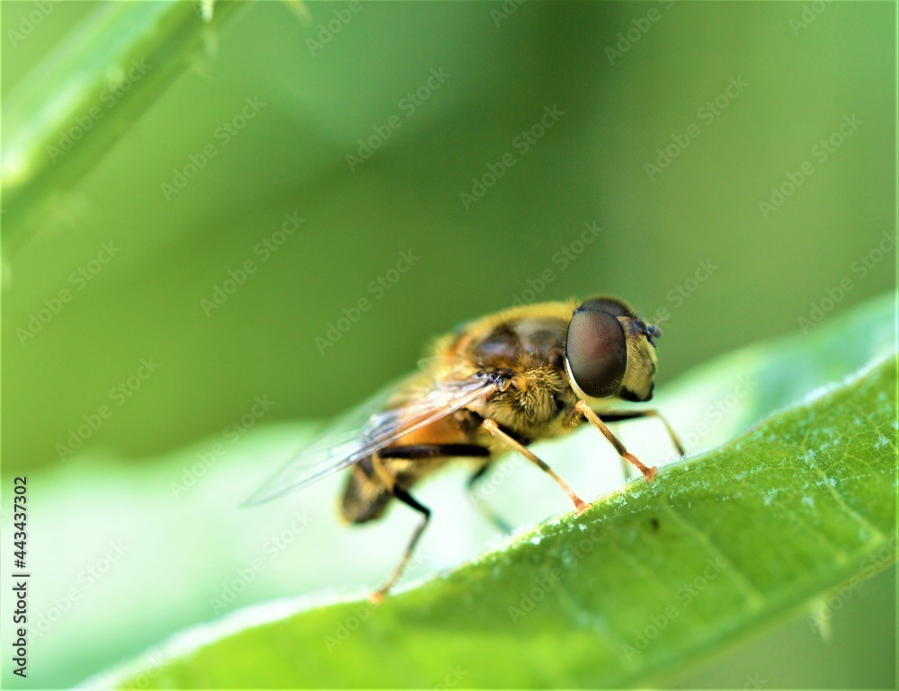 Hoverfly on a leaf. Hoverfly on a leaf.
