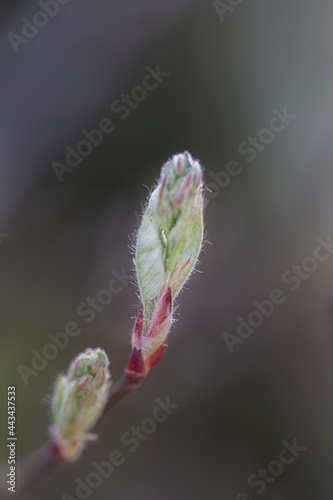 The first leaves and buds in spring. The buds of lilac open in early spring.