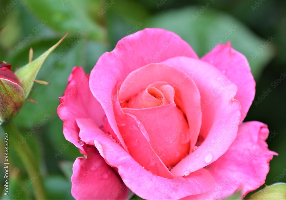 pink rose
