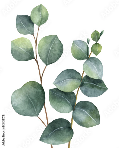 Watercolor vector arrangement of eucalyptus leaves isolated on a white background.