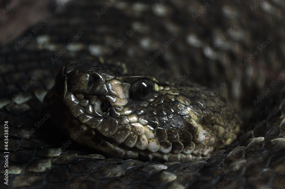 Rattlesnake