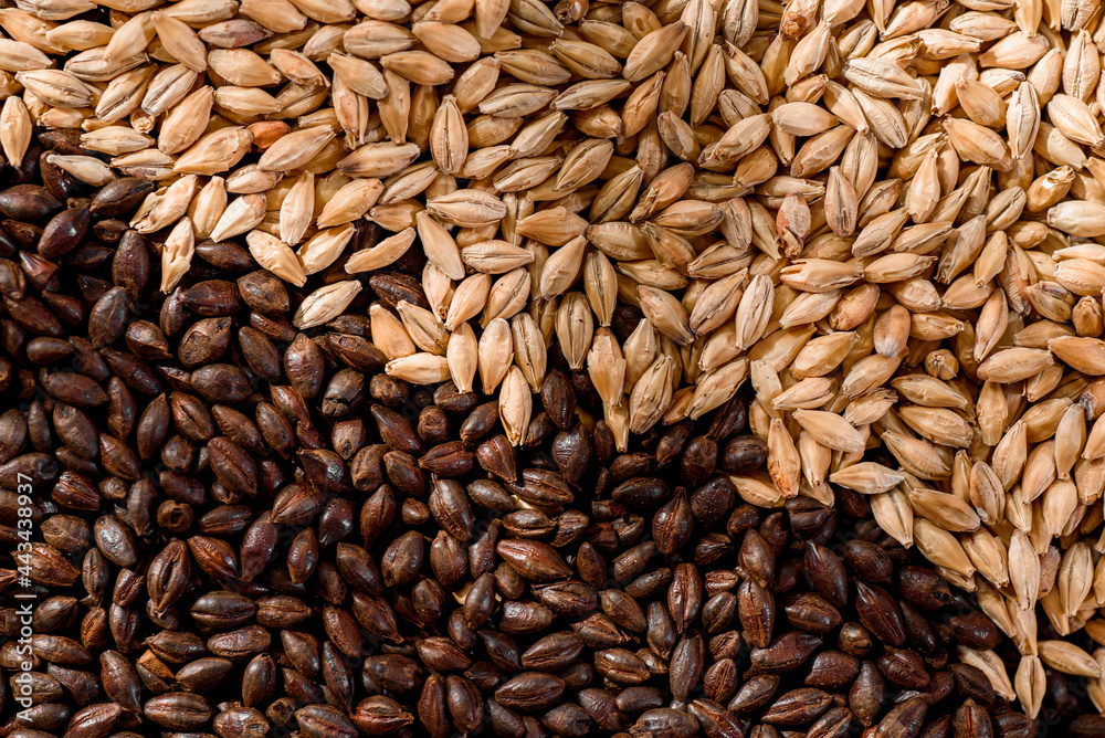 Malted grain close up. Mixed varieties of malted grain on a gray background. close-up. top view. flat lay. series of photos. space. High quality photo Malted grain close up. Mixed varieties of malted grain on a gray background. close-up. top view. flat lay. series of photos. space. High quality photo