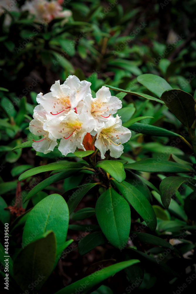 Caucasian rhododendron with flowers and bright fresh leaves Caucasian rhododendron with flowers and bright fresh leaves