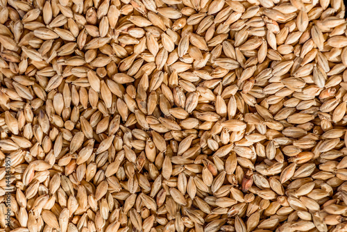 Malted grain close up. Mixed varieties of malted grain on a gray background. close-up. top view. flat lay. series of photos. space. High quality photo