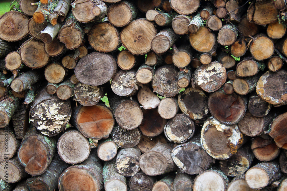 Closeup of round logs stacked firewood Closeup of round logs stacked firewood