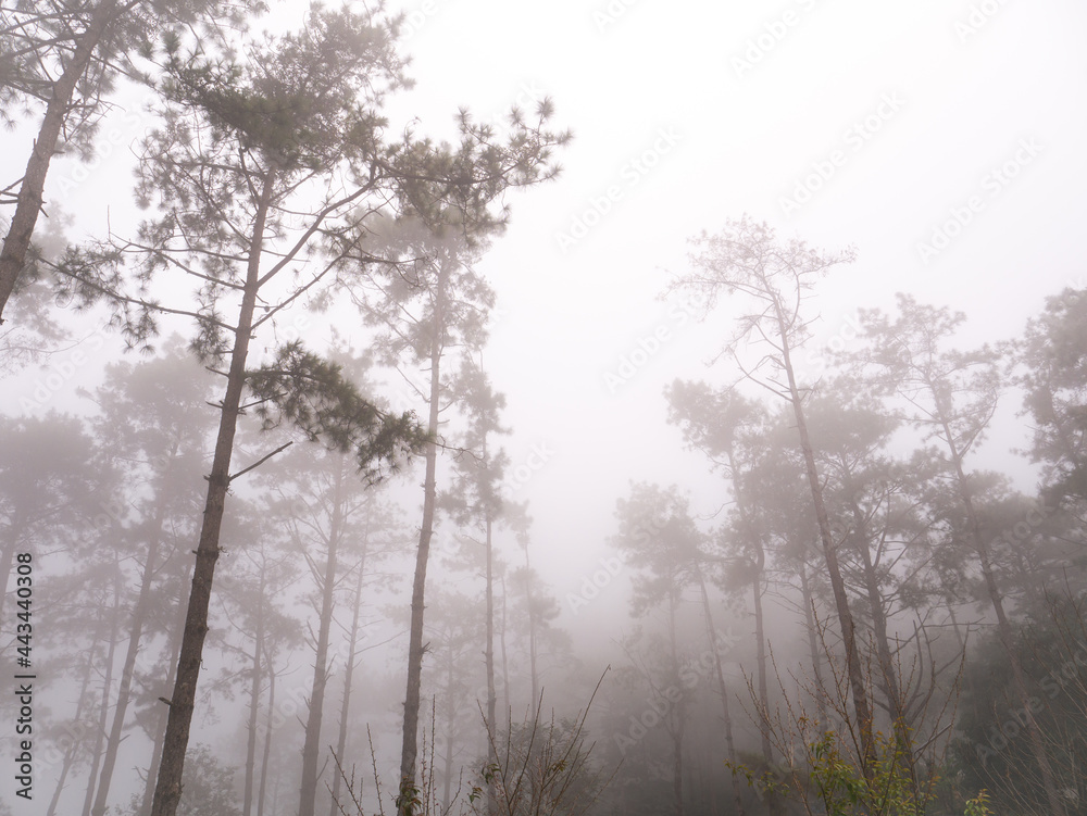 Pines Forest Growing in The Fog