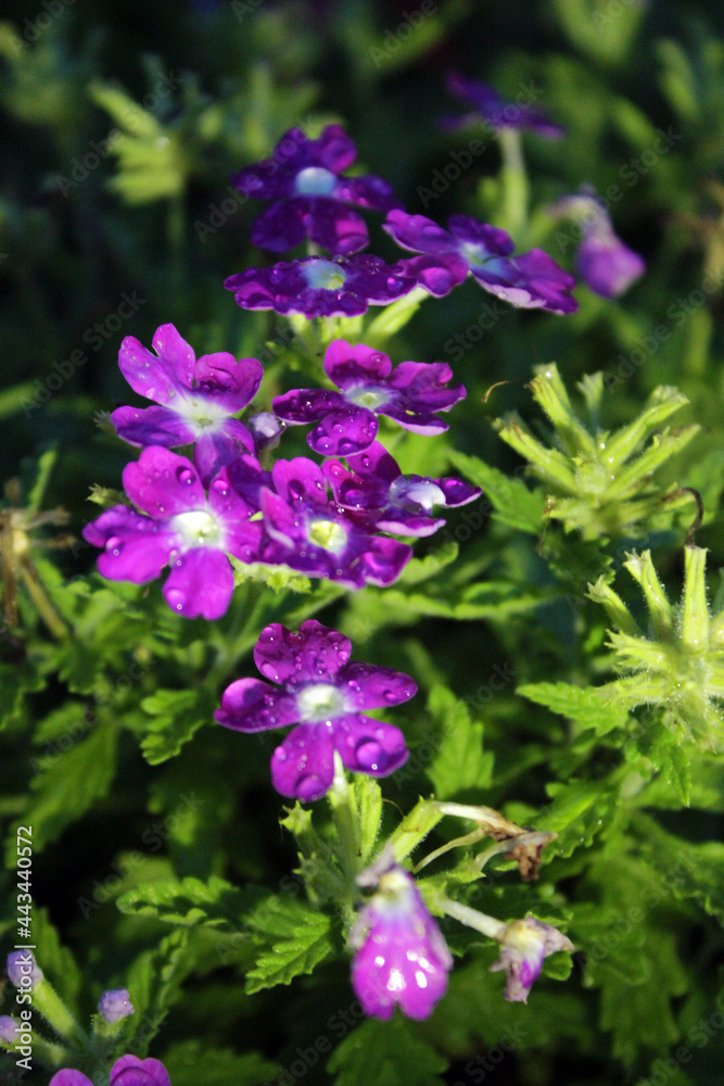 Closeup of beautiful purple flowers plants Closeup of beautiful purple flowers plants