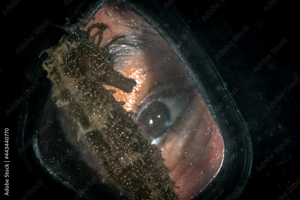 Female scuba diver looking at Seahorse while diving