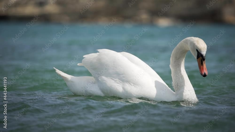 A graceful white swan floats on a clean lake, drifts along the waves. Slow motion, close-up, HD. A graceful white swan floats on a clean lake, drifts along the waves. Slow motion, close-up, HD.