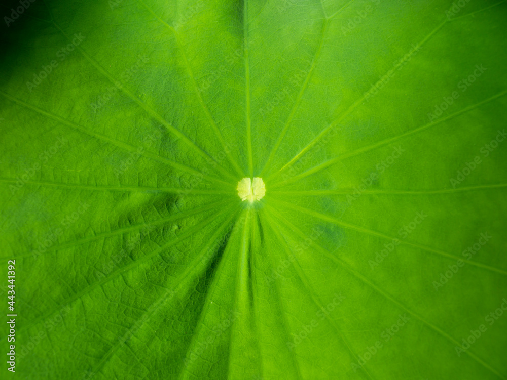 Pattern of Worship Lotus Leaf Pattern of Worship Lotus Leaf