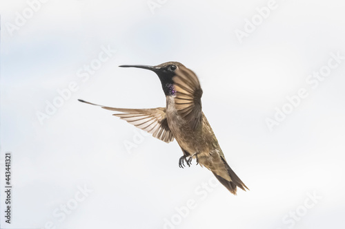 Black-Chinned Hummingbird (Archilochus alexandri) in Flight