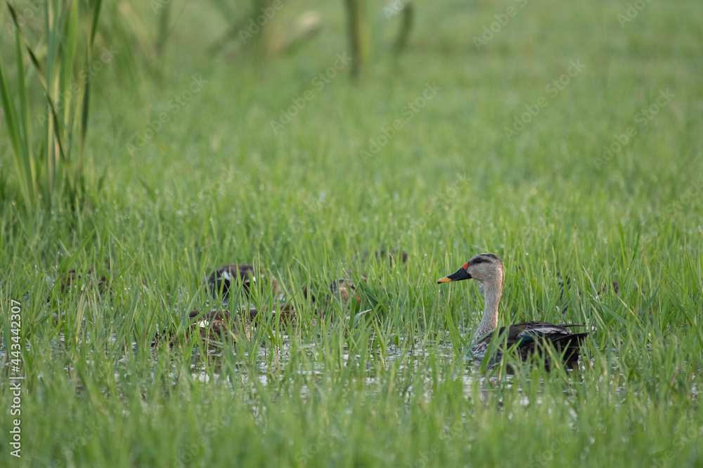 Indian Spot Billed Duck with Chicks Indian Spot Billed Duck with Chicks