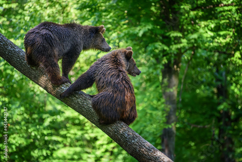 Two wild Brown Bear on tree in the summer forest. Animal in natural habitat. Wildlife scene