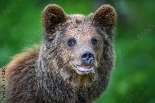 Portrait wild Brown Bear in the summer forest. Animal in natural habitat. Wildlife scene
