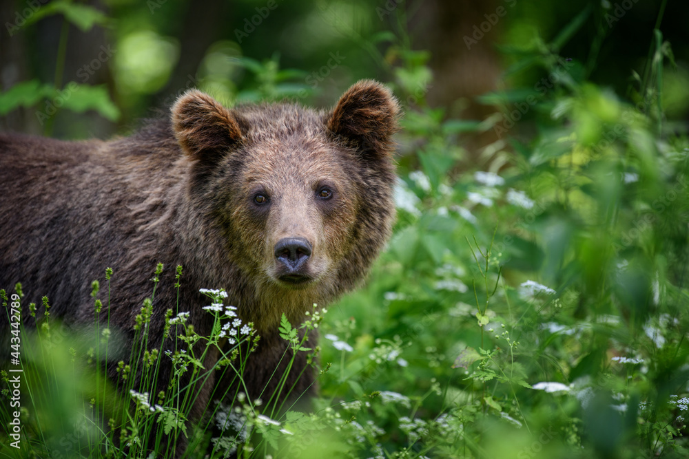 Wild Brown Bear in the summer forest. Animal in natural habitat. Wildlife scene Wild Brown Bear in the summer forest. Animal in natural habitat. Wildlife scene