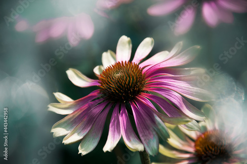 Jeżówka twister - letnie kwiaty