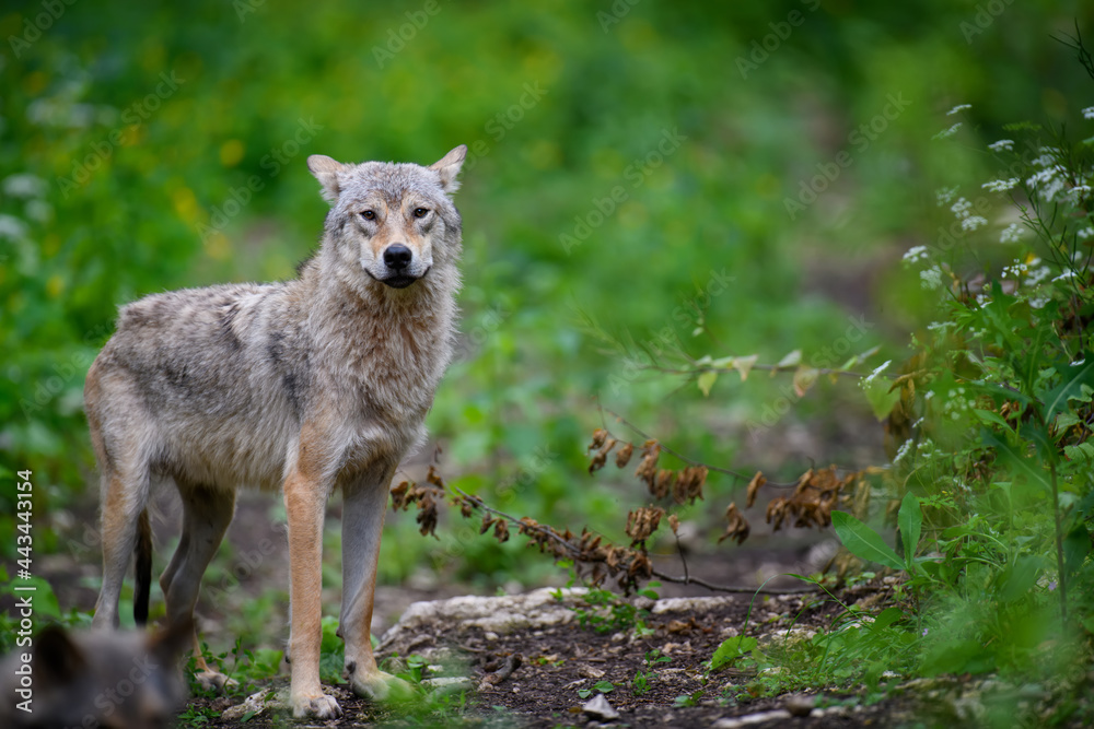 Wolf in summer forest. Wildlife scene from nature Wolf in summer forest. Wildlife scene from nature