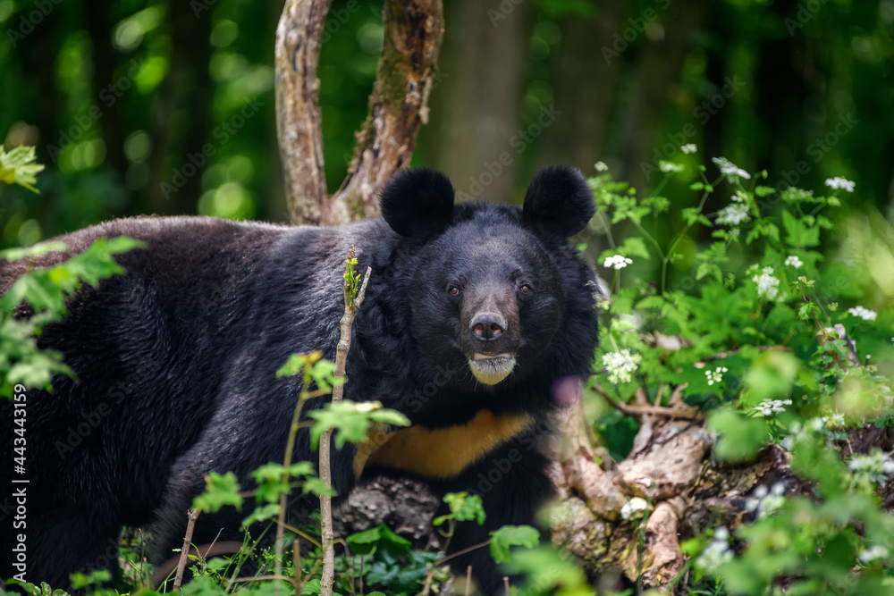 Asiatic black bear (Ursus thibetanus) in summer forest. Wildlife scene from nature Asiatic black bear (Ursus thibetanus) in summer forest. Wildlife scene from nature