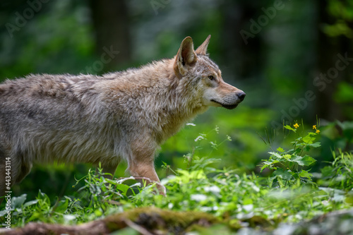 Wolf in summer forest. Wildlife scene from nature