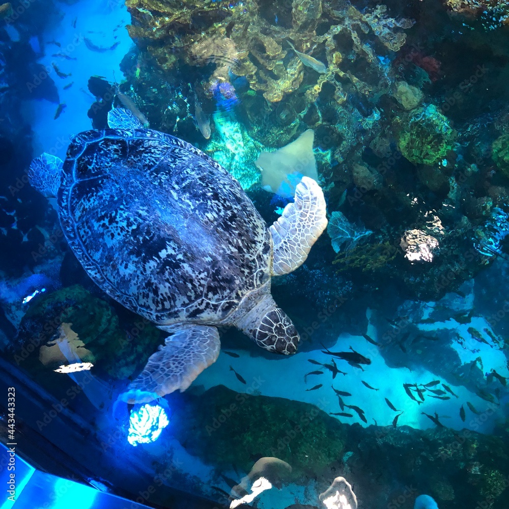 Obraz premium Fond marin - tortue algues et poissons