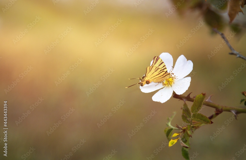 Flower. Flower.