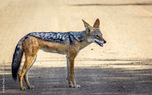 Black-back jackal in the Kruger National Park photo