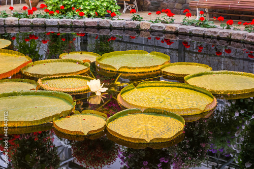 Giant water lily (Victoria amazonica) in a pond in the greenhouse in Luttelgeest