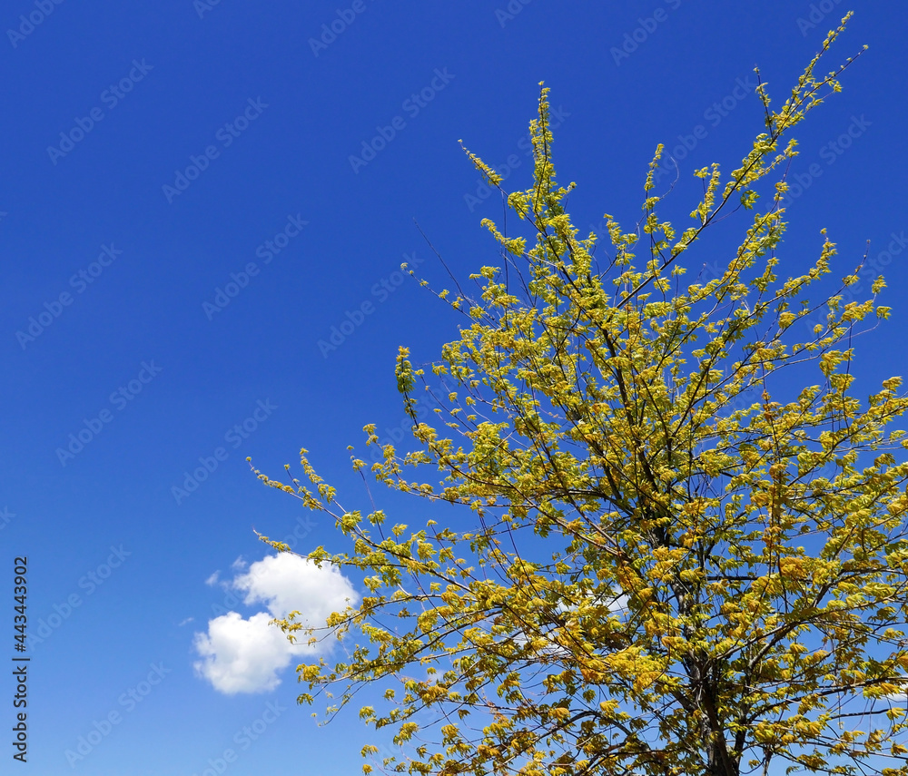 scenica vista di rami gialli fioriti di albero contro il cielo blu scenica vista di rami gialli fioriti di albero contro il cielo blu