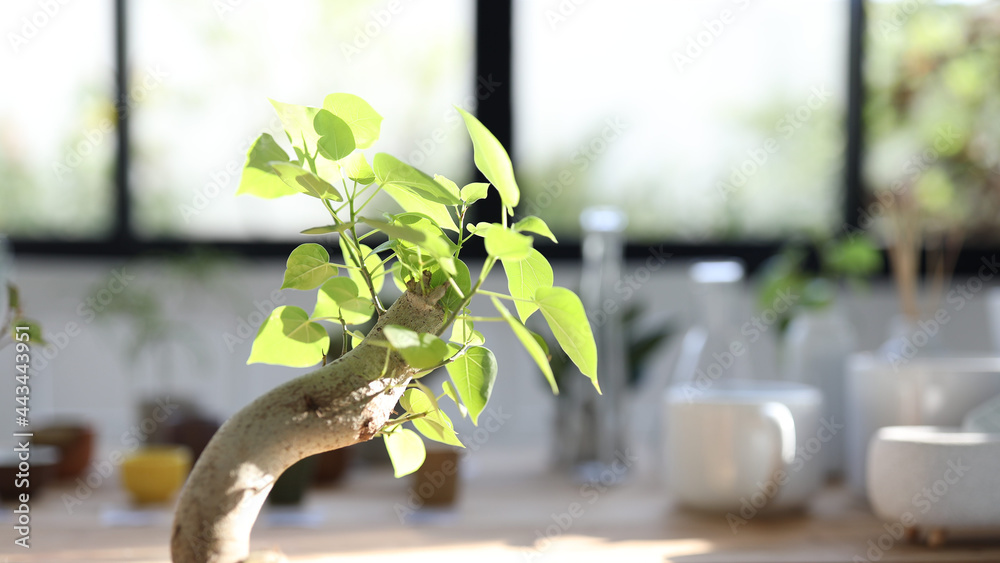 Ficus religiosa bonsai closeup with sunlight indoor plants Stock Photo Adobe Stock