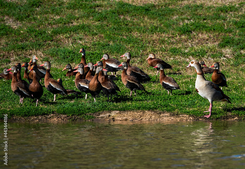 Fotografie Egyptian Goose and Black-bellied Whisting Duck
