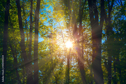Fototapeta Naklejka Na Ścianę i Meble -  Trees with sun rays . Morning sunshine in the forest . Fairytale woodland 