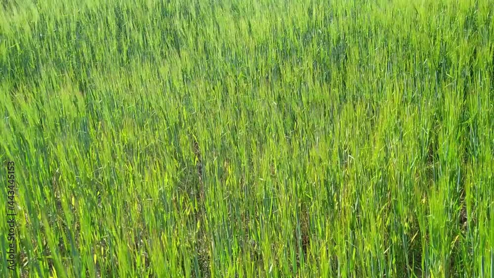 green rye in the field in the summer during the day green rye in the field in the summer during the day
