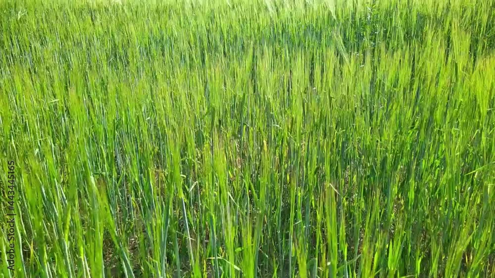 green rye in the field in the summer during the day