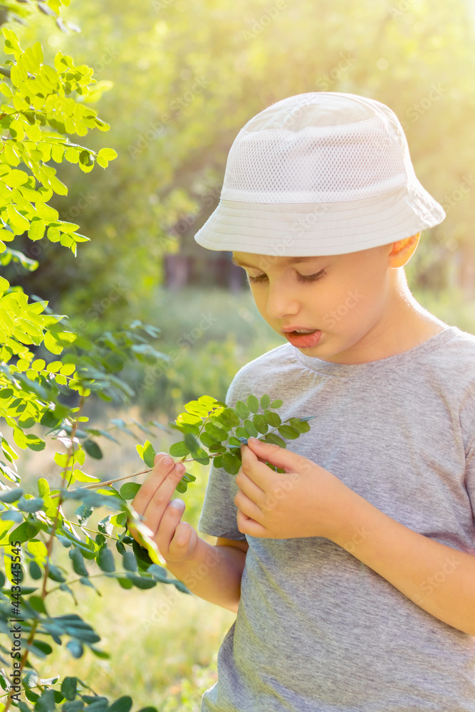 Obraz premium A young curious child in a hat explores the world for a walk in a summer park. A boy examines a plant, holds green leaves and a branch in his hand and looks carefully.