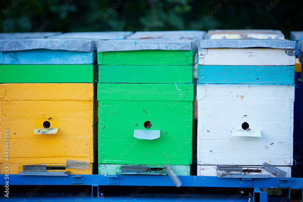 Hives for bees. Gardening and production of natural food products. Hives for bees. Gardening and production of natural food products.