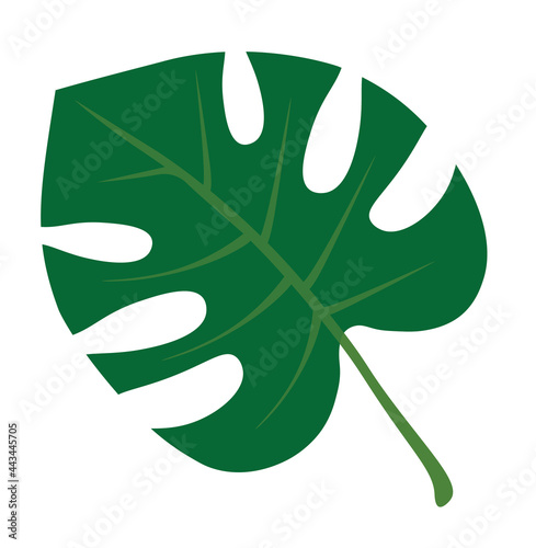 Monstera