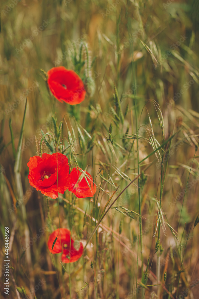Beautiful red poppies in a summer meadow. Beautiful red poppies in a summer meadow.