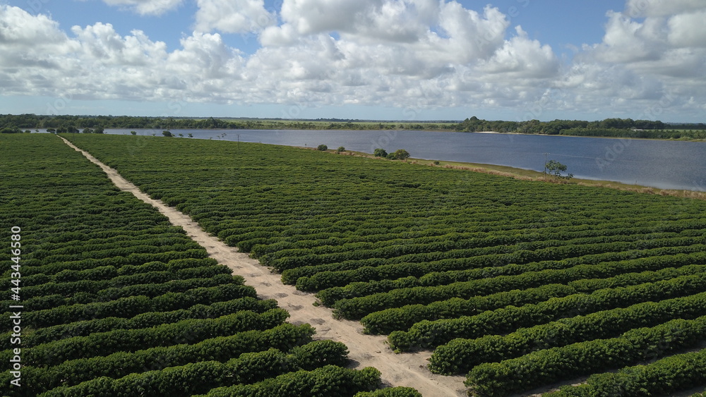 Plantação de café conilon, Linhares, Espírito Santo, Brasil. Stock Photo |  Adobe Stock