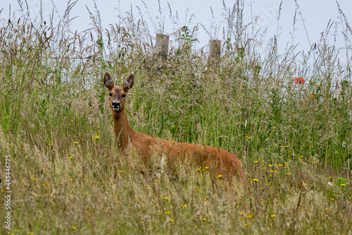 Fototapeta Naklejka Na Ścianę i Meble -  A female roe deer (Capreolus capreolus) in a summer meadow