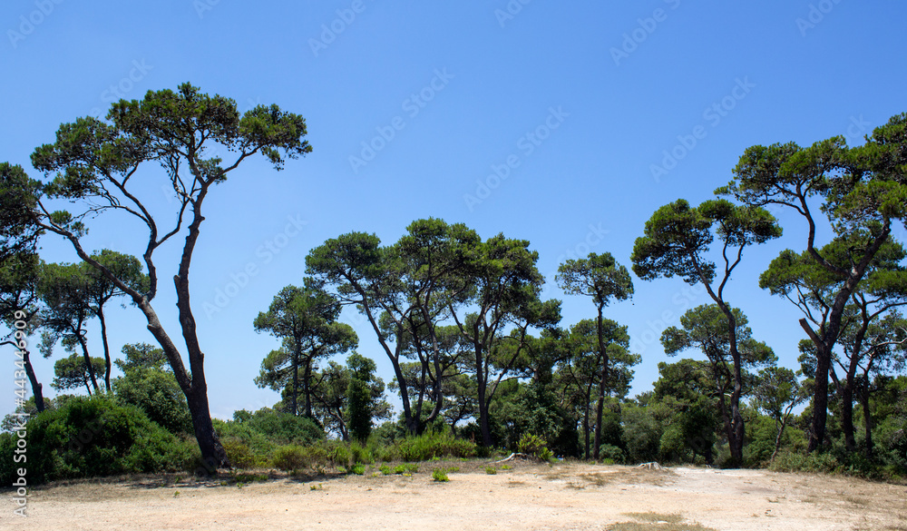 Beautiful green trees on blue sky background. Nature of Middle East. Carmel National Park, Haifa, Israel. Beautiful green trees on blue sky background. Nature of Middle East. Carmel National Park, Haifa, Israel.