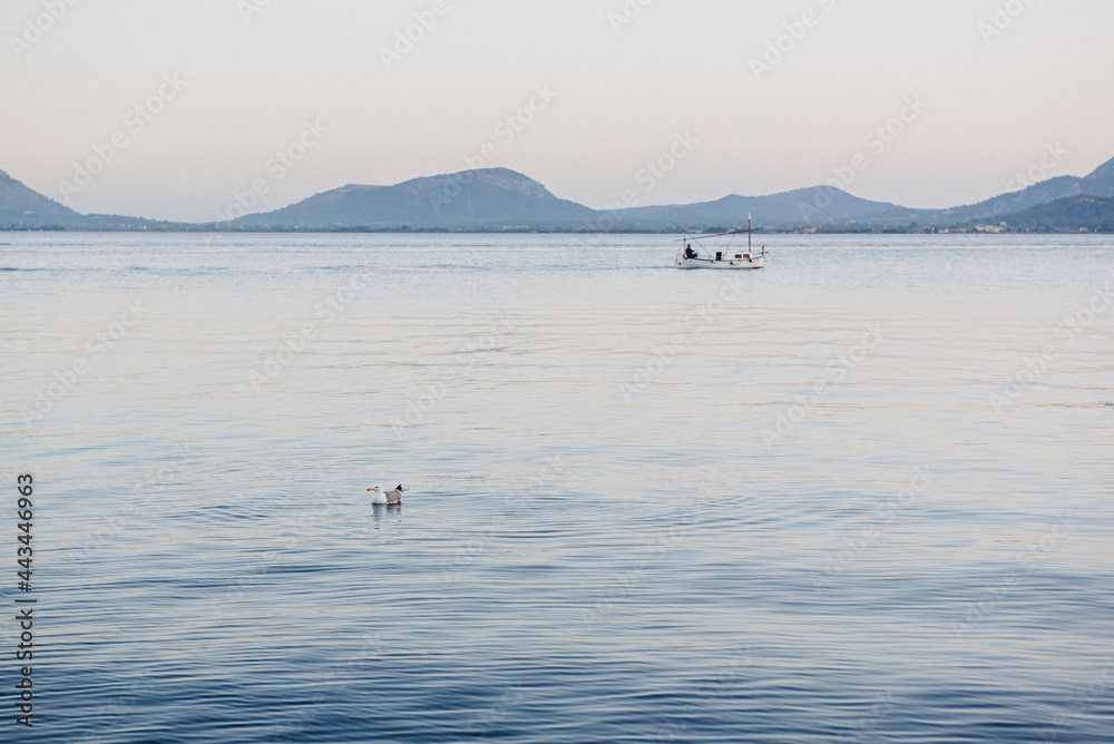 Obraz premium Mediterranean landscapeon the blue hour with a seagull on the forefront and traditional fishboat on the background