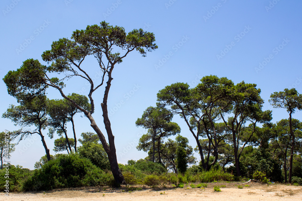 Beautiful green trees on blue sky background. Nature of Middle East. Carmel National Park, Haifa, Israel.