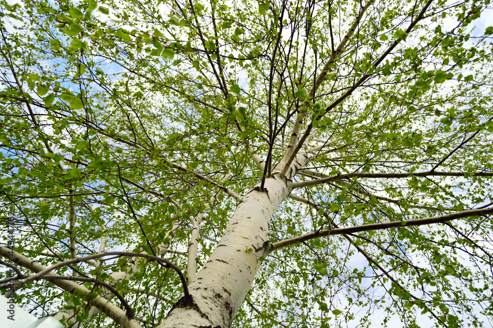 close-up - a bottom-up view of a high birch trunk with blossoming young leaves close-up - a bottom-up view of a high birch trunk with blossoming young leaves
