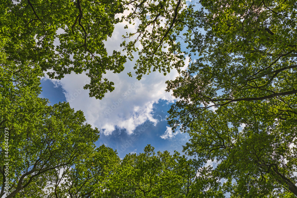 Fototapeta premium view from the blue sky through branches of trees