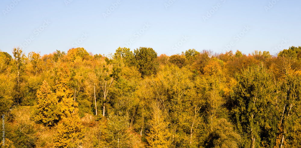 forest covered with yellow and orange foliage