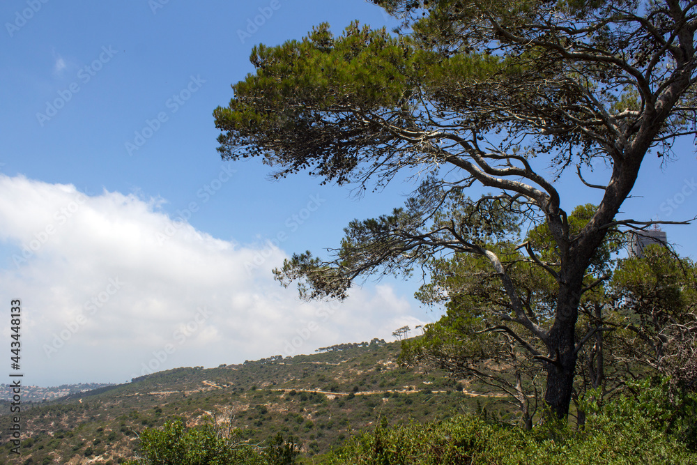 Beautiful tree on a hill. Blue cloudy sky on background. Summer in Israel. Blank space for text. 