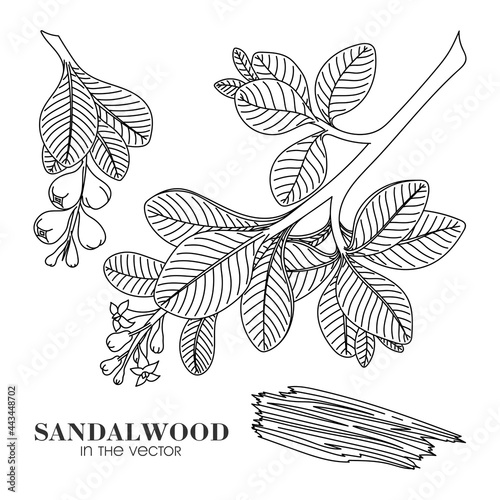 SANDALWOOD SKETCH ON A WHITE BACKGROUND