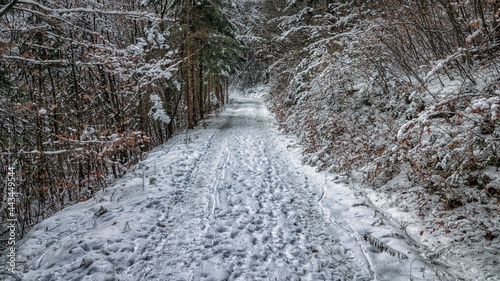 snow covered path in the forest