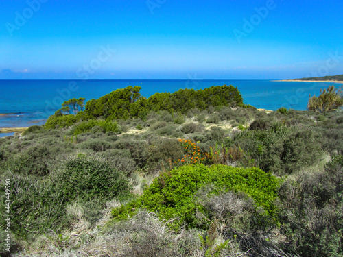 Diverse vegetation on the sea coast